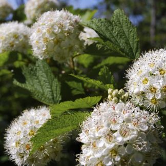 Ninebark Physocarpus opulifolius flowers