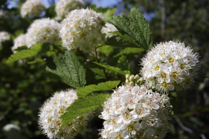 Ninebark Physocarpus opulifolius flowers