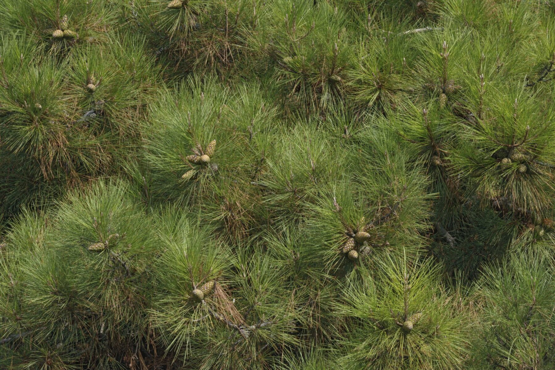 austrian pine (pinus nigra)