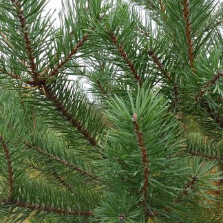 Scotch Pine branches