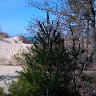 A white pine tree on a beach.