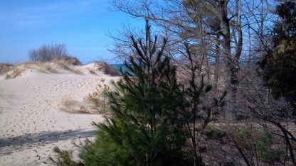 A white pine tree on a beach.