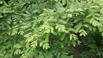 A young dawn redwood tree.