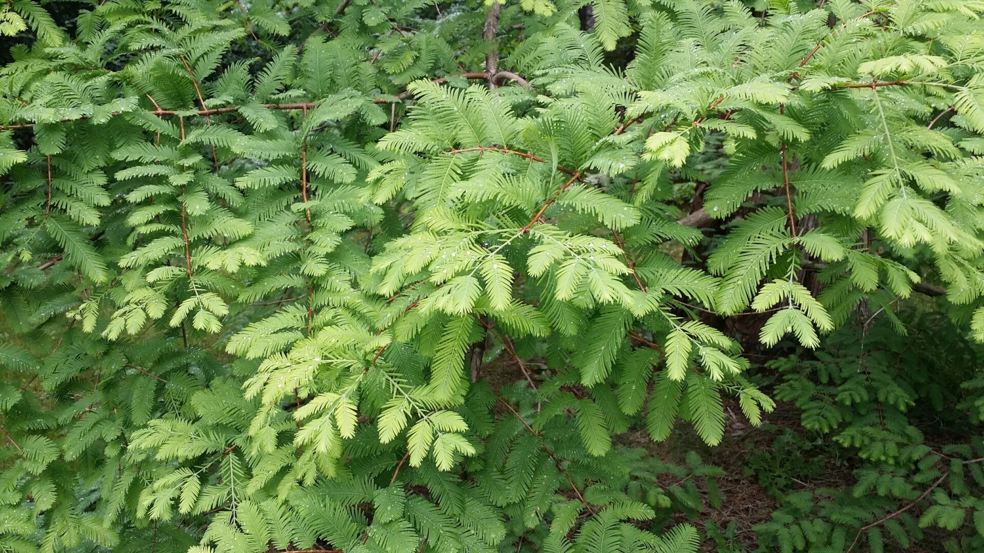 Metasequoia seedling guidelasopa