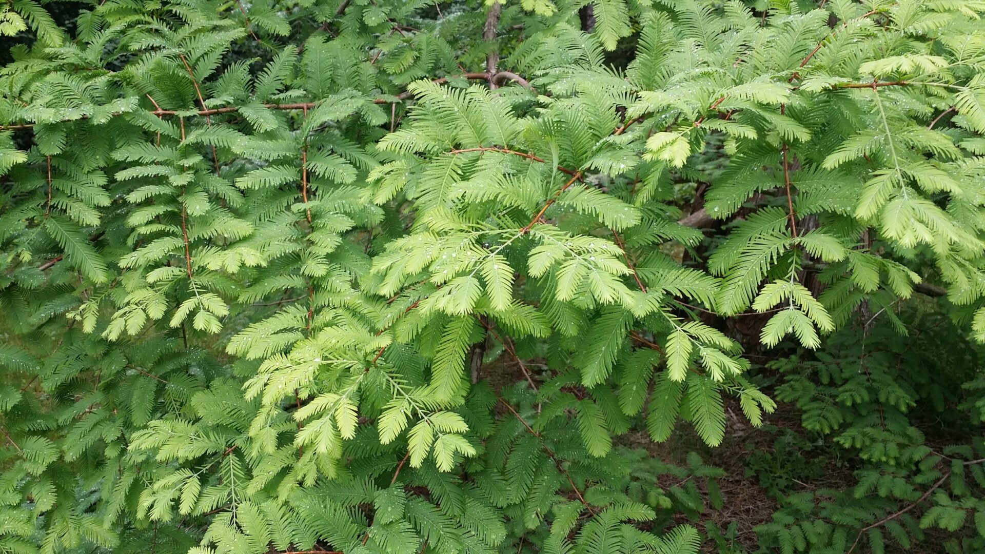 metasequoia seedling