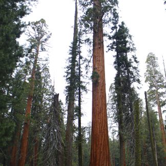 A group of giant sequoia trees.