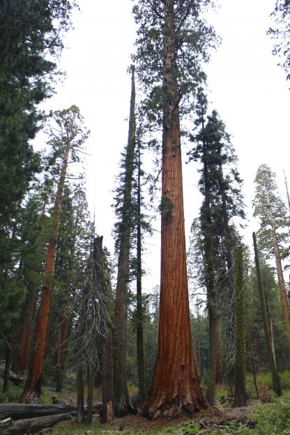 A group of giant sequoia trees.