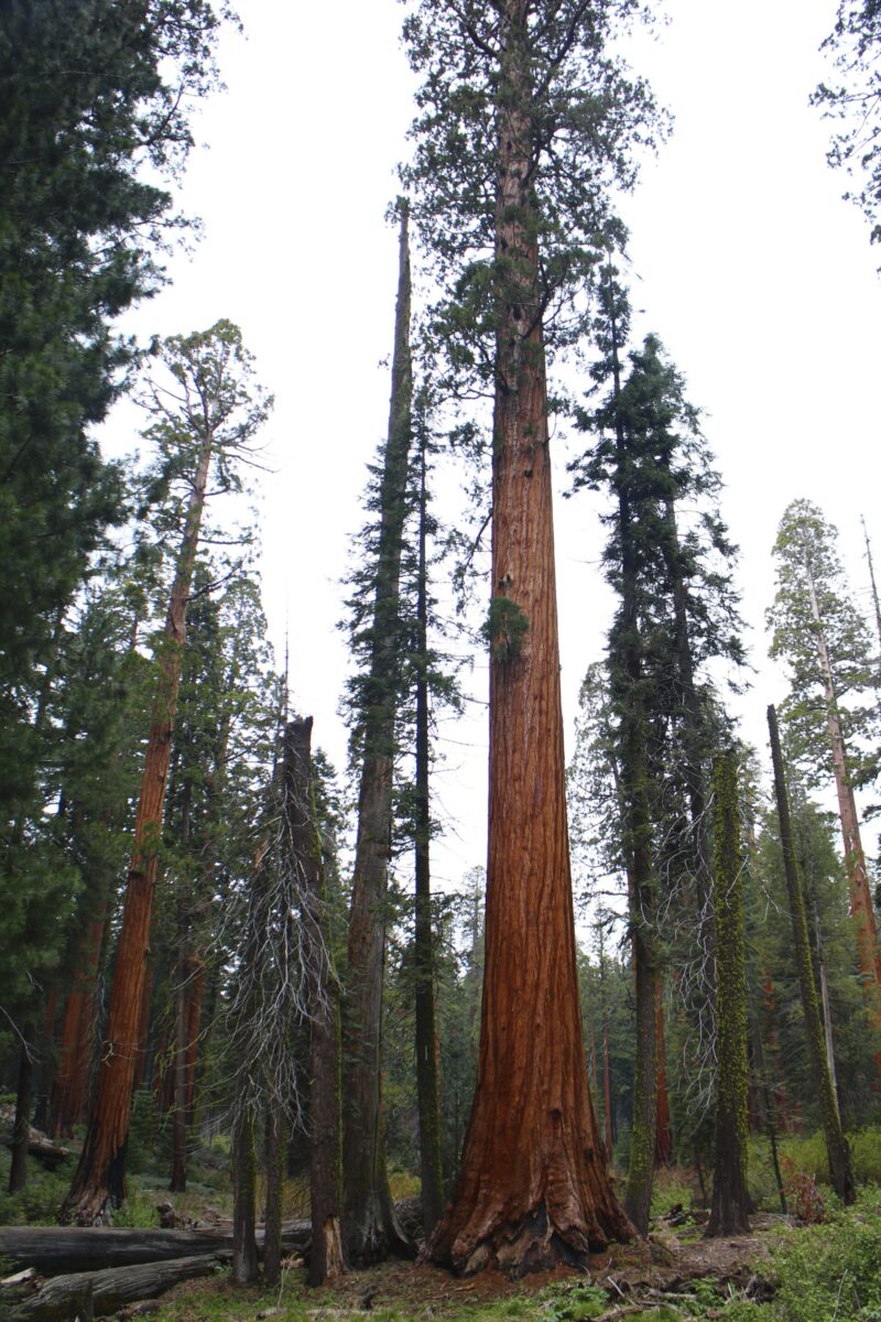 planting a sequoia