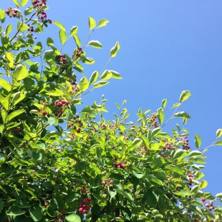 Saskatoon Serviceberry leaves