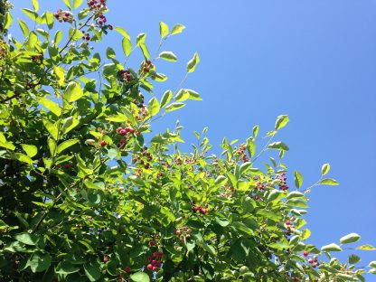Saskatoon Serviceberry leaves