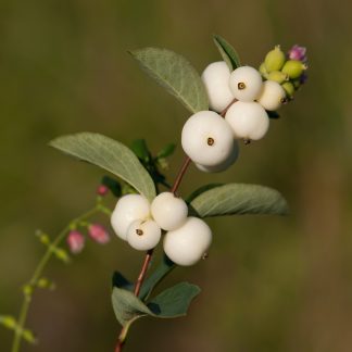 Snowberry (Symphoricarpos albus berries and leaves