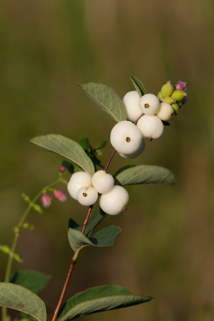 Snowberry (Symphoricarpos albus berries and leaves on branch)