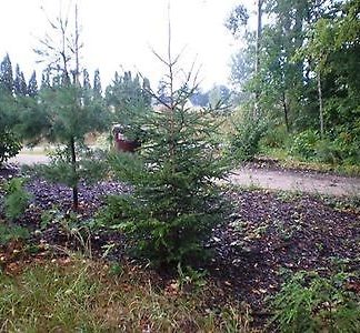 Wholesale Norway Spruce Trees White Spruce Cold Stream Farm