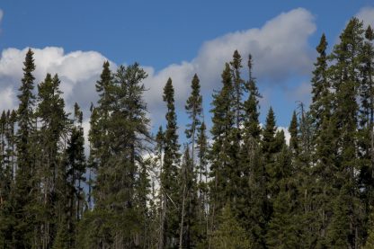 A group of black spruce trees.
