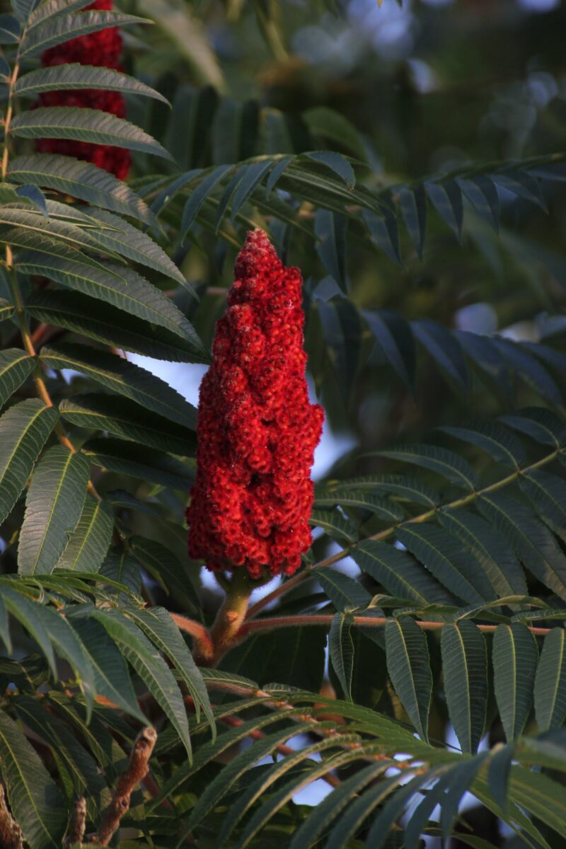 Sumac SUMaC About