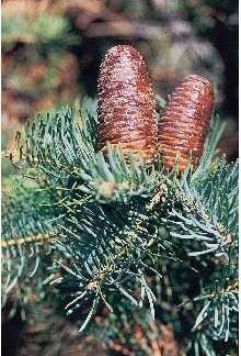 White Fir needles and cones
