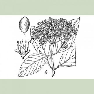 Witherod Viburnum Drawing