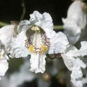 Cold Stream Farm catalpa