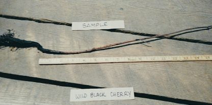 Cherry Wild Black bareroot