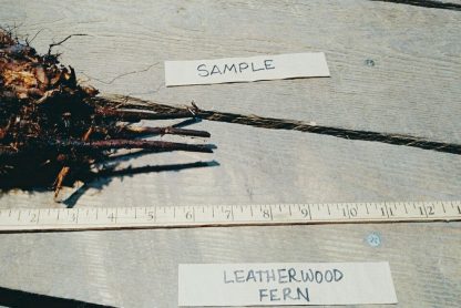 Fern Leatherwood bareroot
