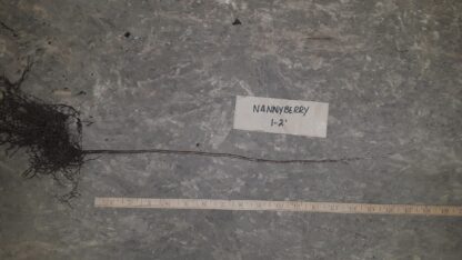 Nannyberry