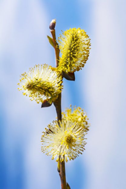 yellow willow buds sprout. early spring blooming trees