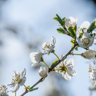 Hardy Apricot Flowers