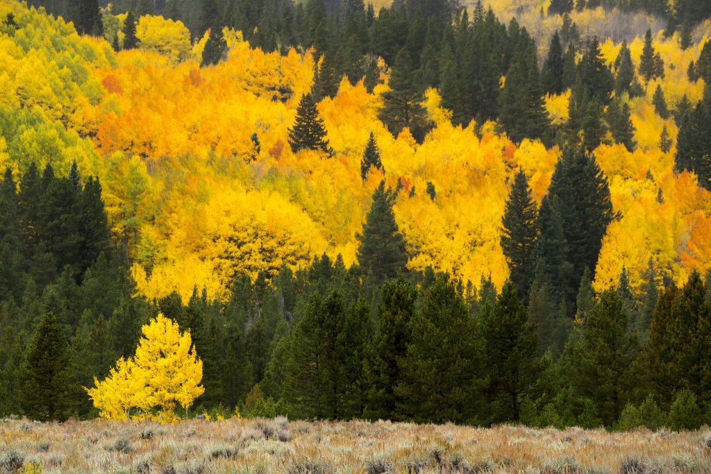 Quaking Aspen Populus Tremuloides Decidous Trees Cold Stream Farm