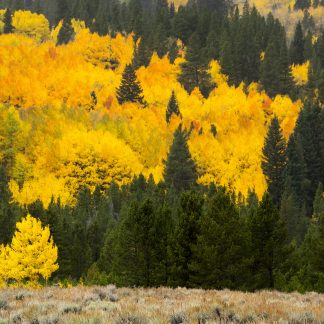 Quaking Aspen Fall Foliage
