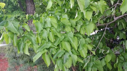 American Basswood (Tilia americana) tree leaves