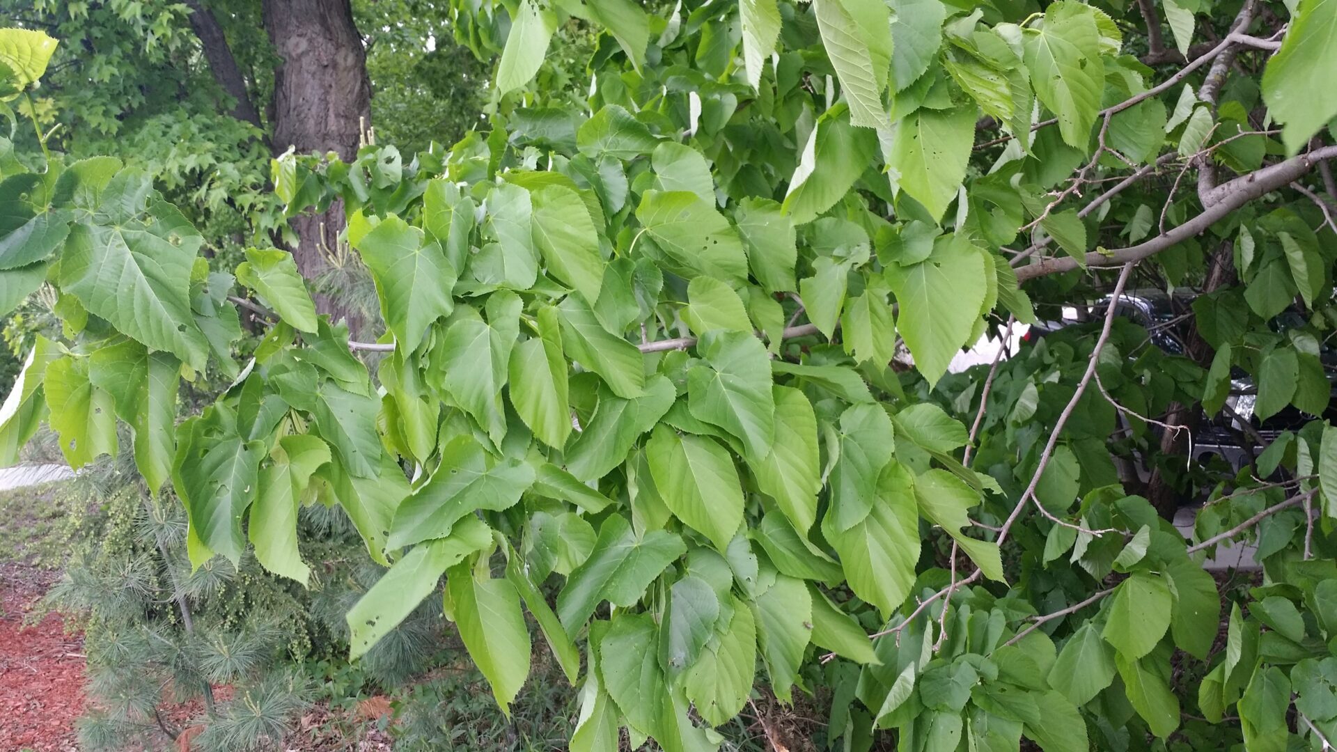 american linden tree leaves