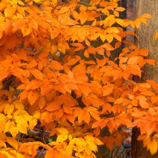 American Beech fall Foliage