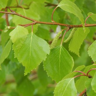 Gray Birch "Whitespire" (Betula populifolia)