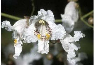 Catalpa