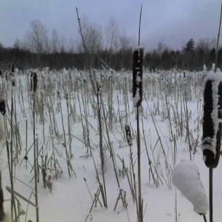 Grasses