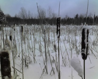 Cattails Covered in Snow