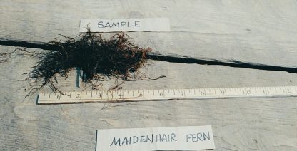 fern maidenhair bareroot