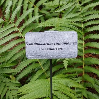Cinnamon Fern Osmundastrum cinnamomeum