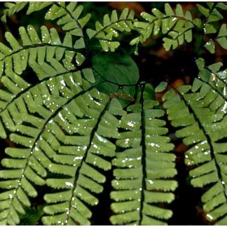Maidenhair Fern (Adiantum pedatum)