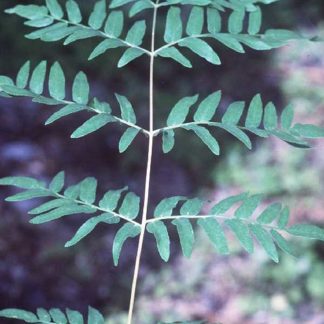 Royal Fern