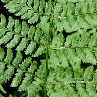 Marginal Wood Fern leaf shape Close Up