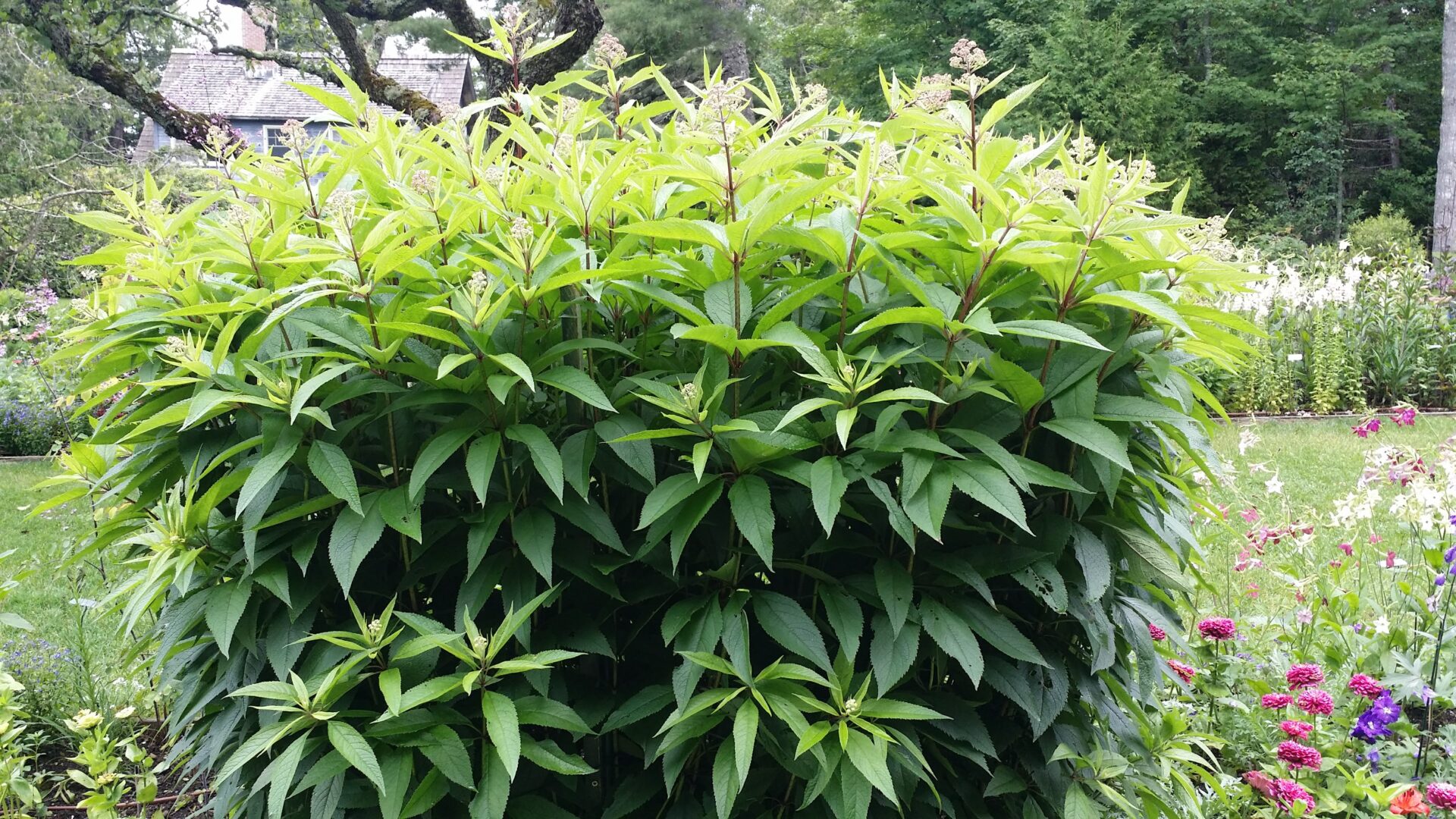 Joe Pye Weed Seed Pack - Wholesale | Cold Stream Farm
