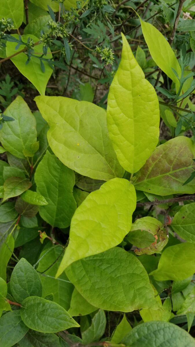 sweetshrub leaves