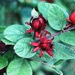 Cold Stream Farm sweetshrub flowers and leaves