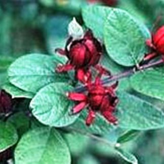 Sweetshrub