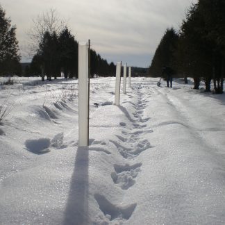 Tree Shelter Tube in Snow