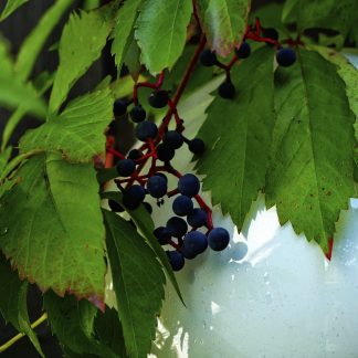Virginia Creeper Parthenocissus quinquefolia summer leaves and berries