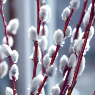 willow branches for Easter