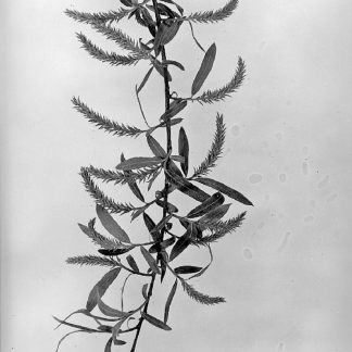 Scan of Black Willow (Salix nigra)