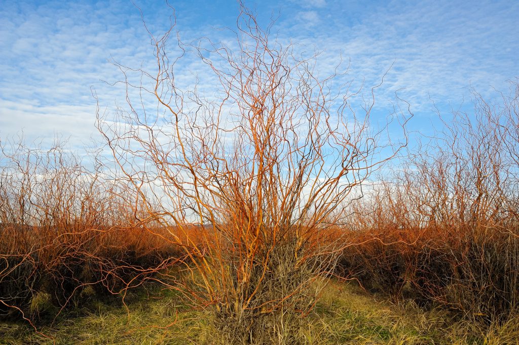 Corkscrew Willow Salix Matsudana Deciduous Trees Cold Stream Farm
